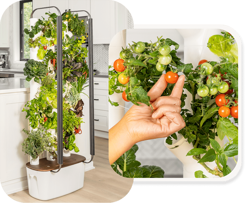 The Complete Guide to Indoor Vertical Gardens [Updated 2023]