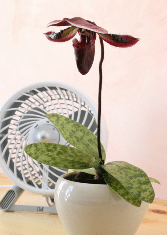 15 Basic Mistakes That Kill Houseplants Planter Galleria