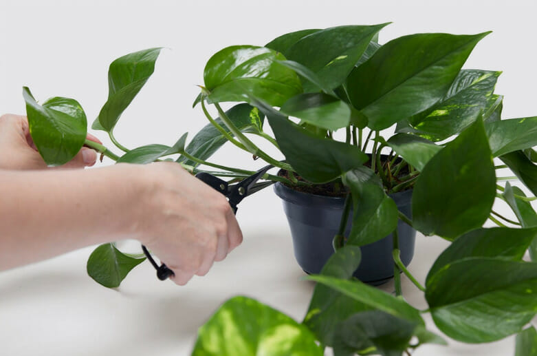 How To Prune Houseplants? An Easy Guide For Beginners