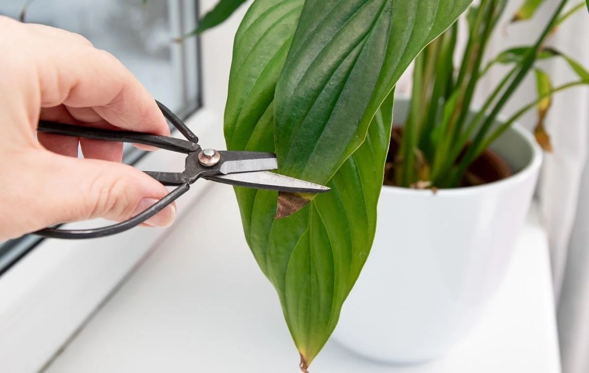 8 Causas de hojas con puntas secas y quemadas ¡Planterista!