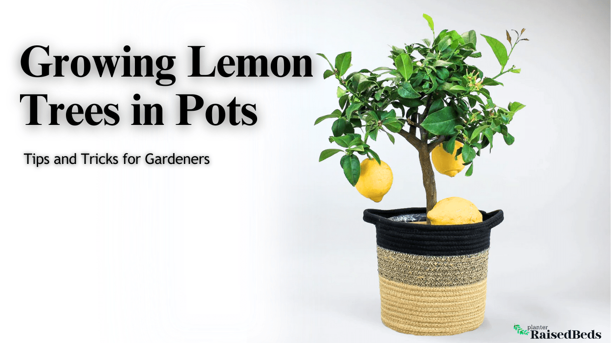 Growing Lemon Trees In Pots Planter Raised Beds