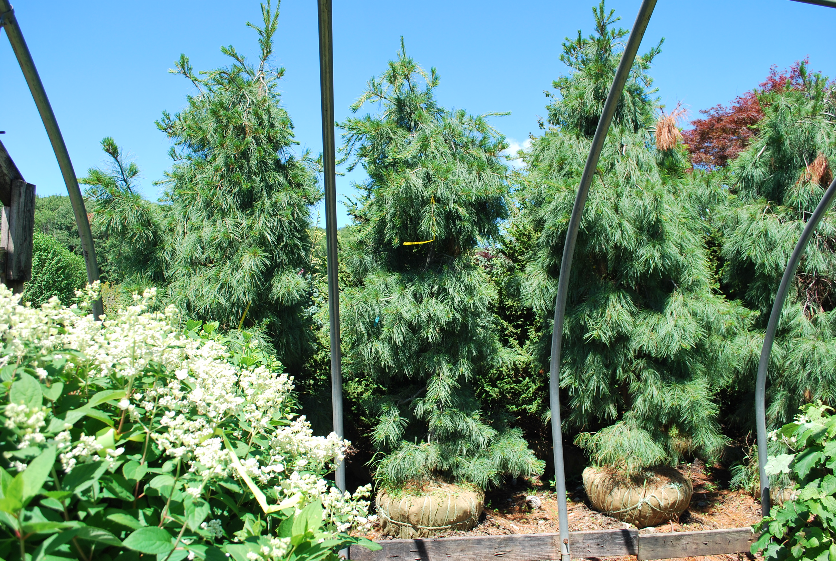 Specialty Conifers Planters' Choice