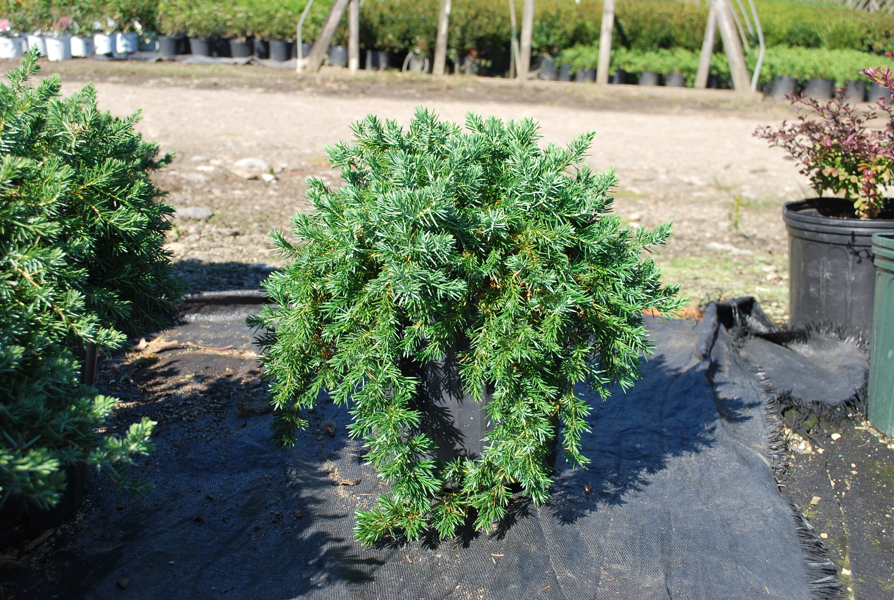 Evergreen Shrubs Planters' Choice