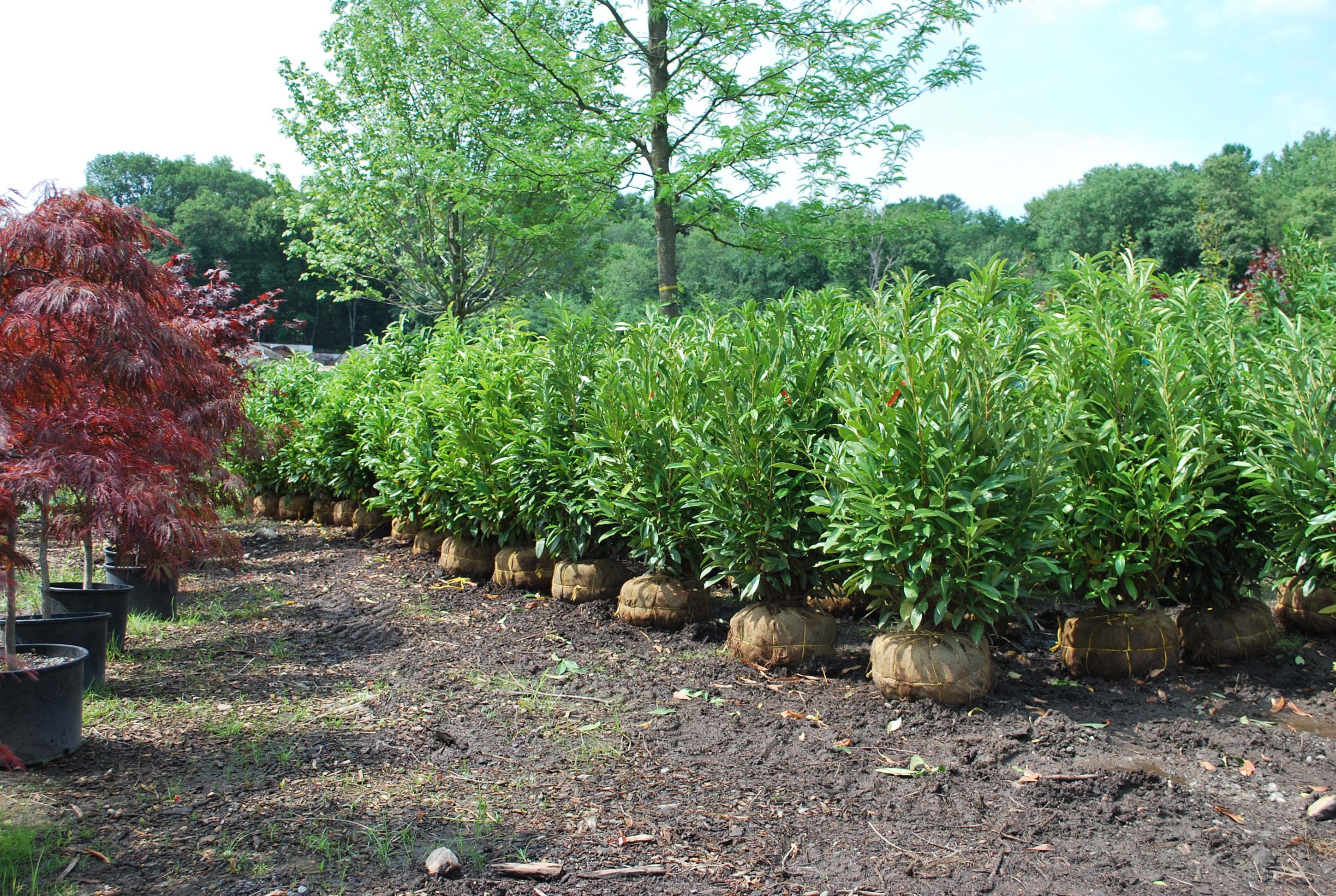 Evergreen Shrubs Planters' Choice