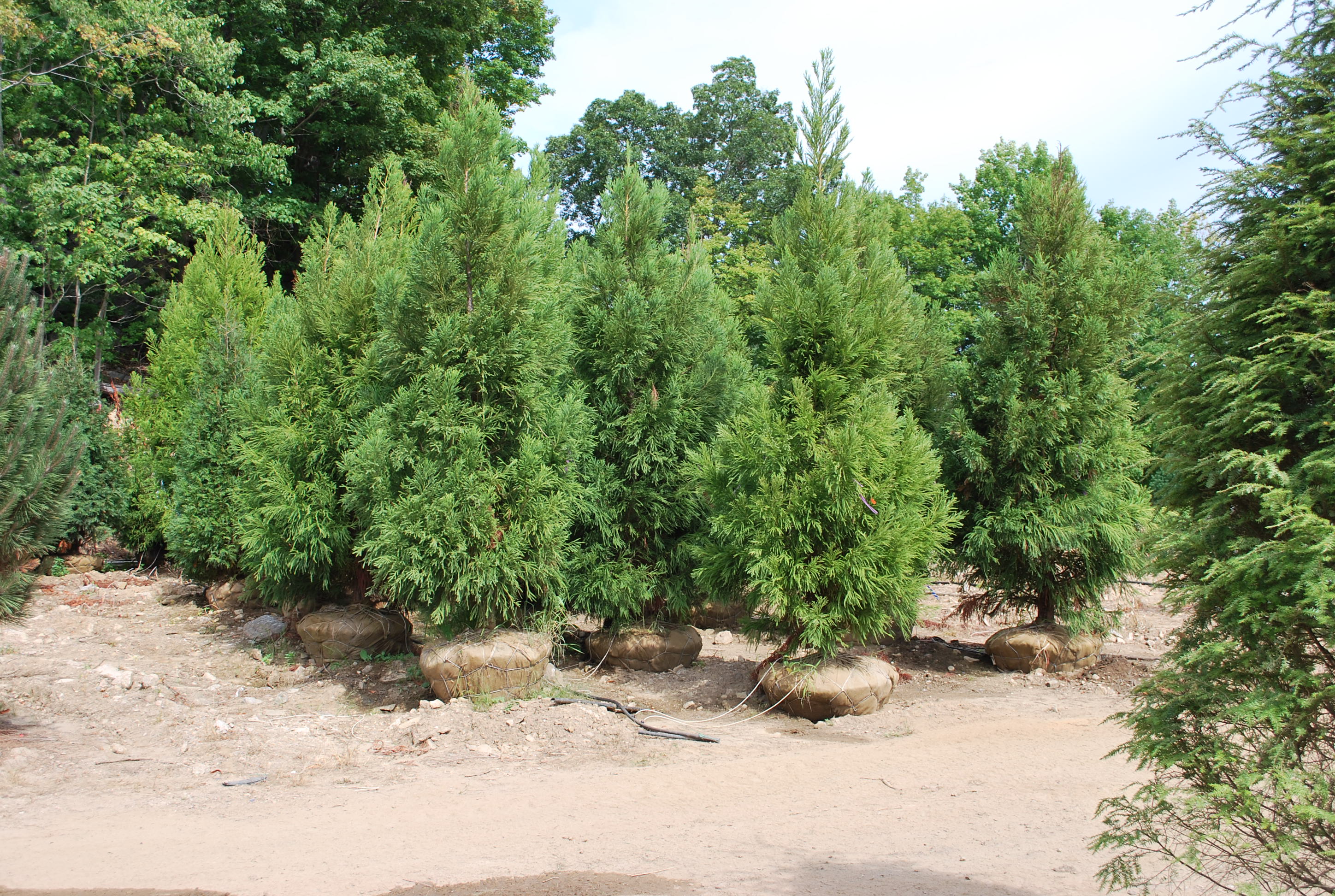 Screening Evergreens Planters' Choice