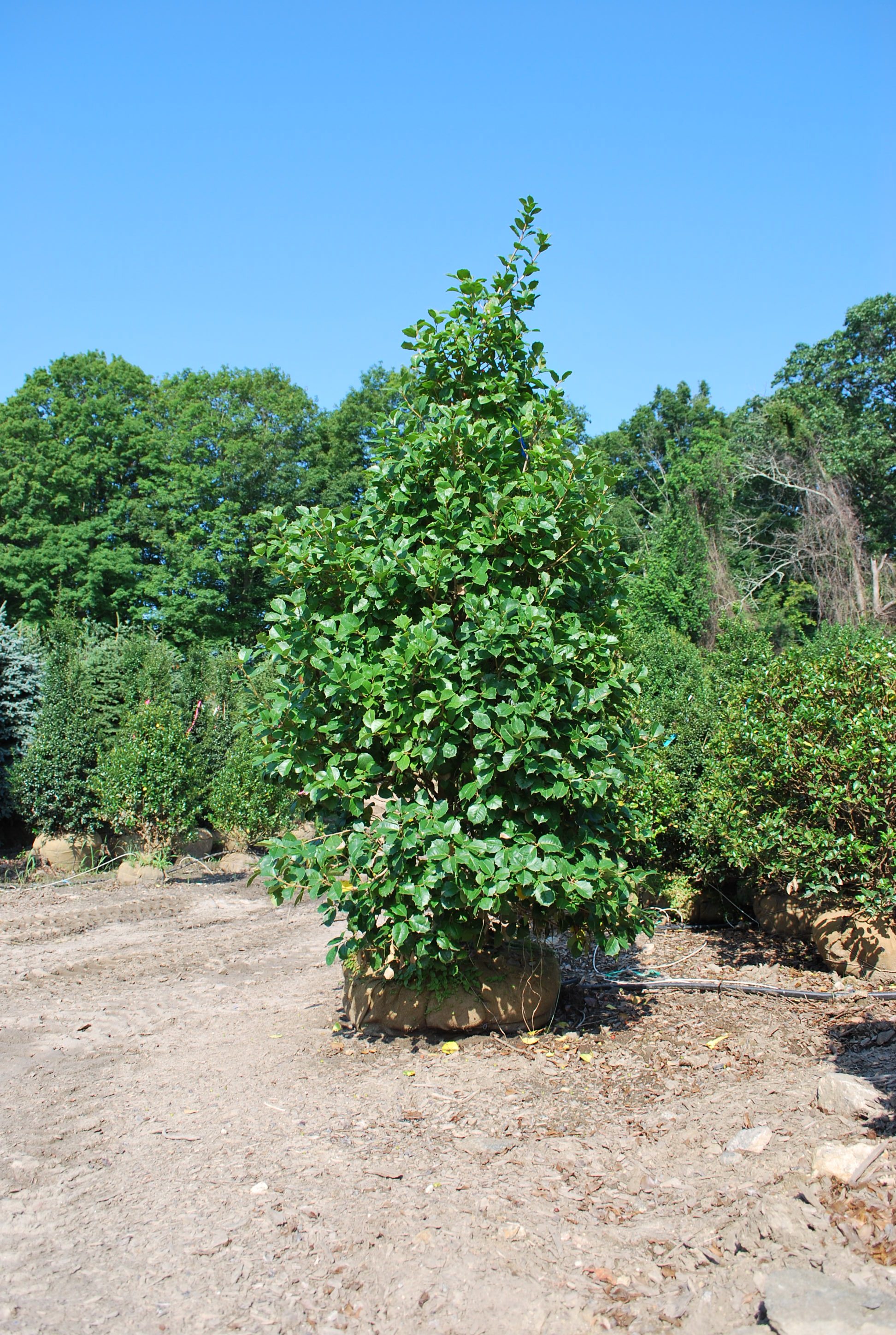 Natives Planters' Choice