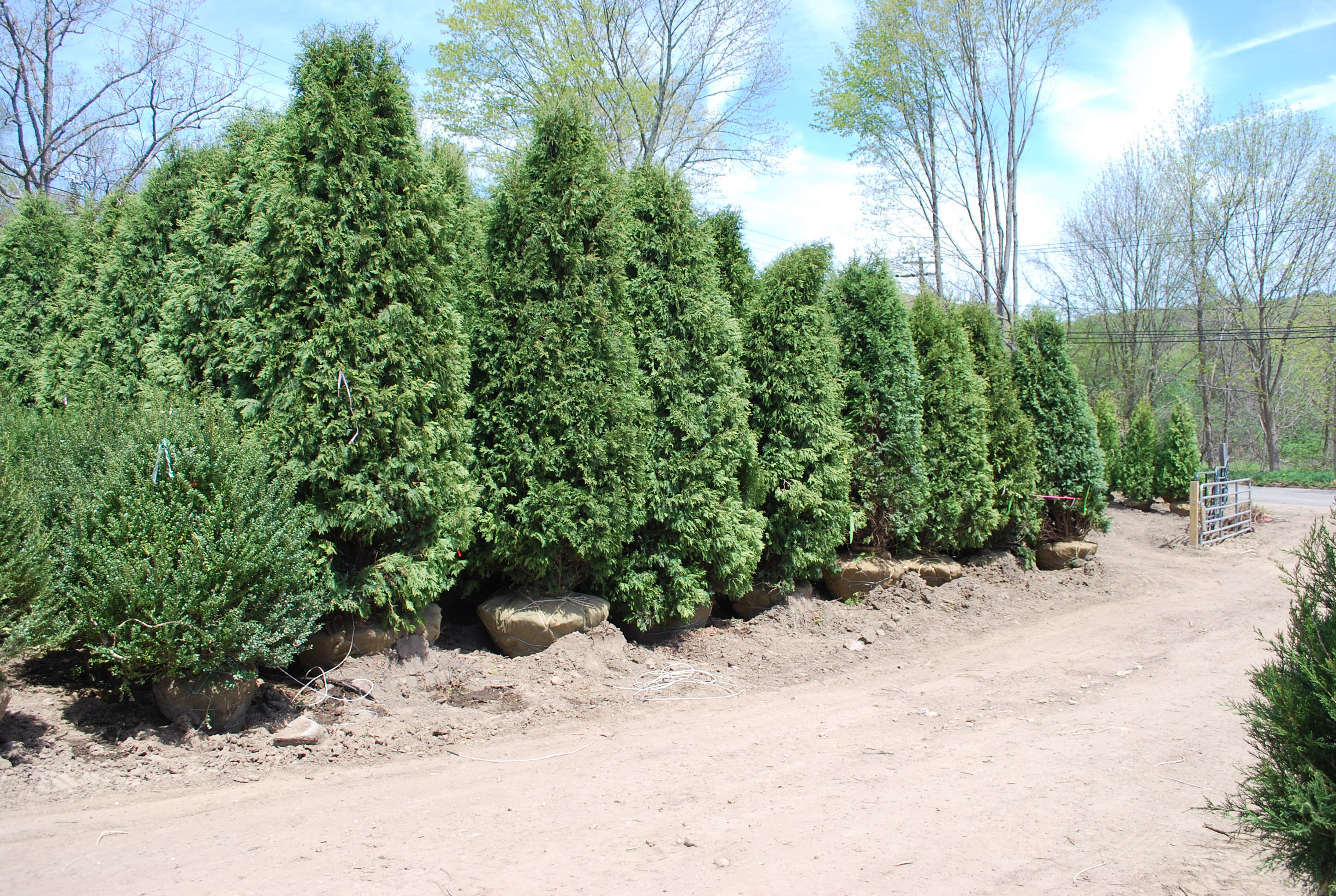 Screening Evergreens Planters' Choice