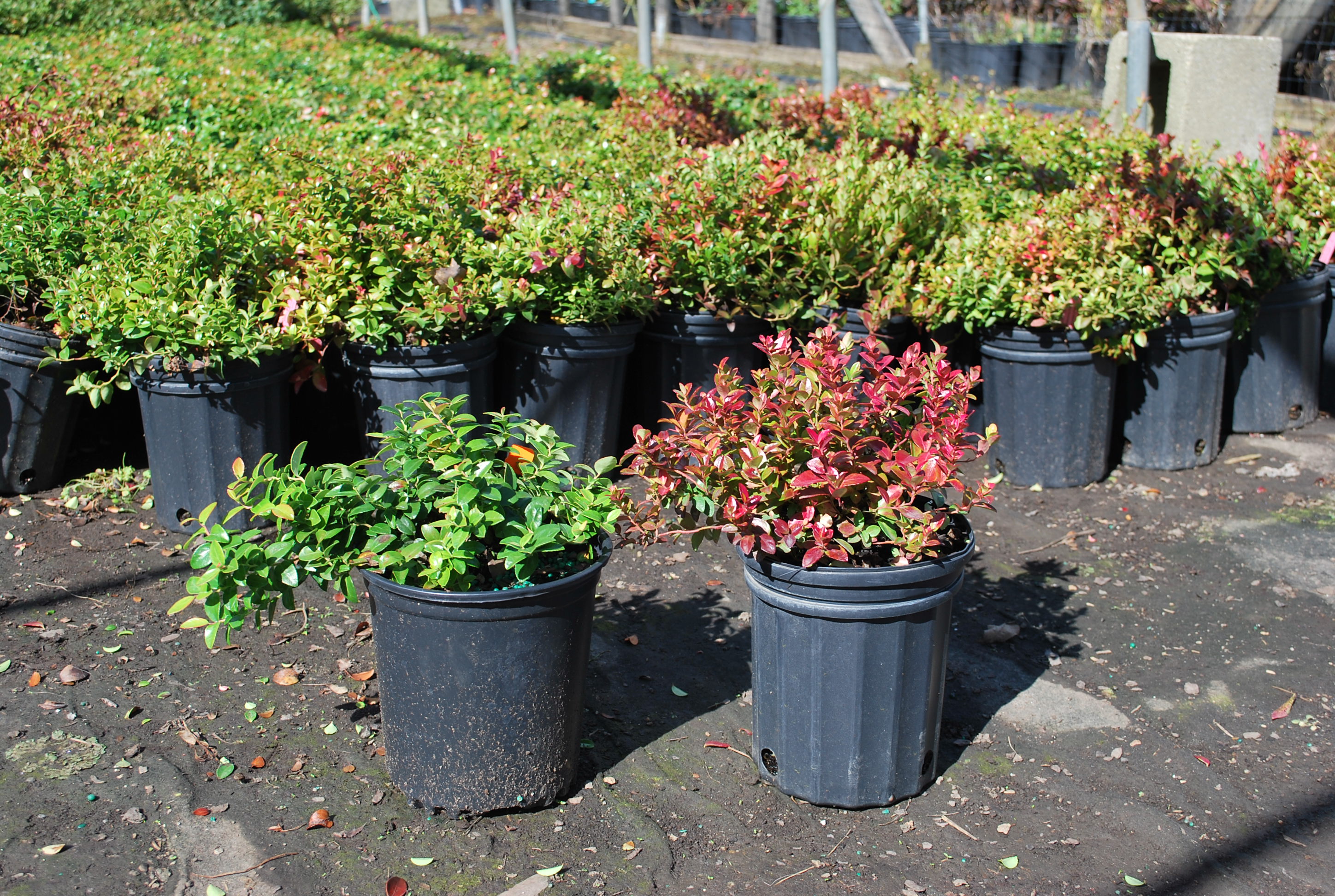 Evergreen Shrubs - Planters' Choice