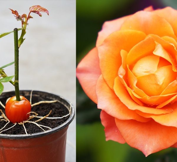 Discover The Secret To Growing Roses Effectively From Cuttings