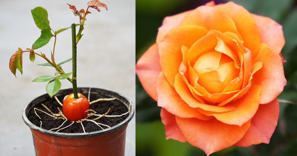 How To Grow Roses With Tomatoes Simple But Effective Planters Paradisediy