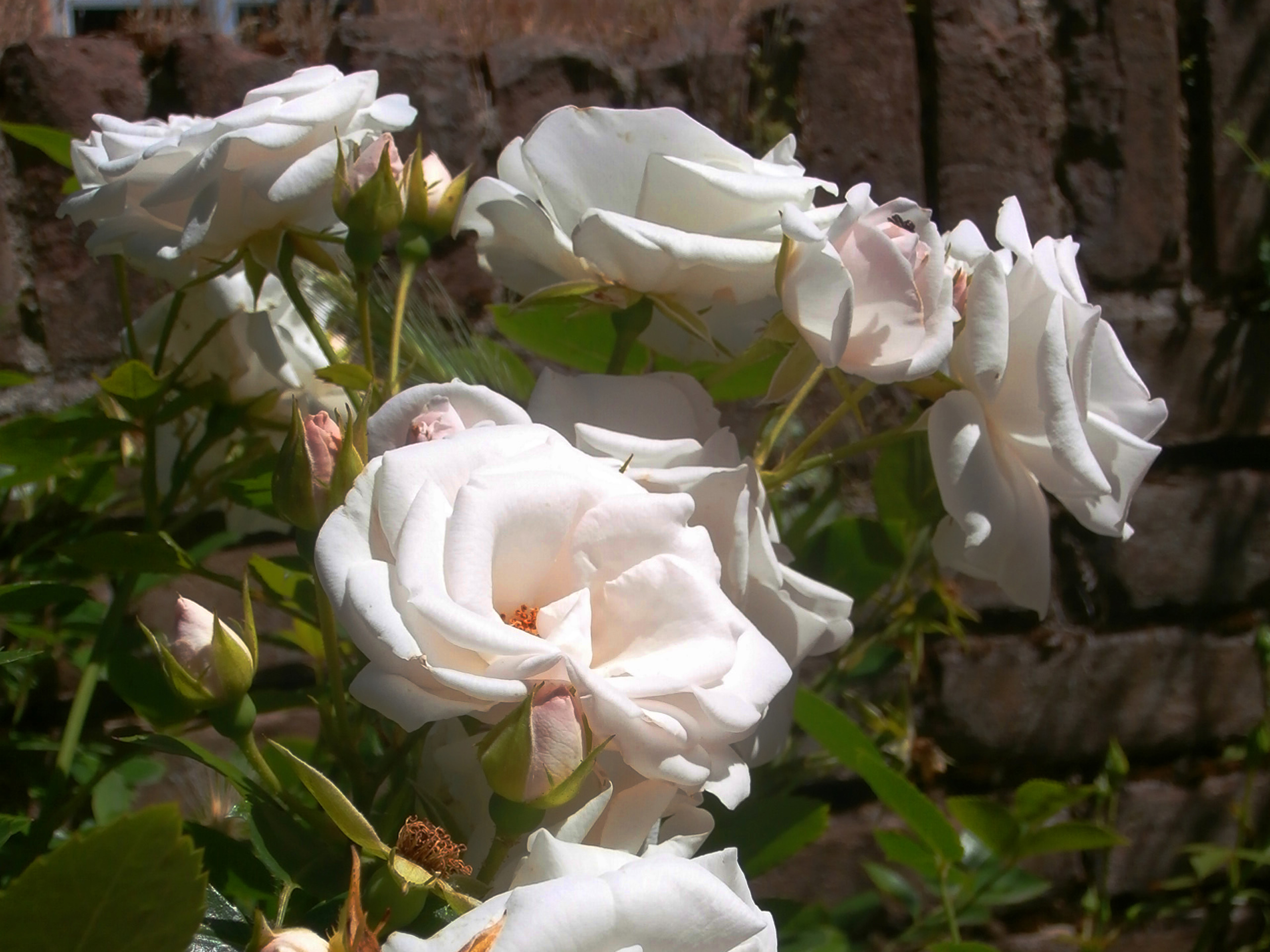 Wild Roses, Siena, Italy Planters Place