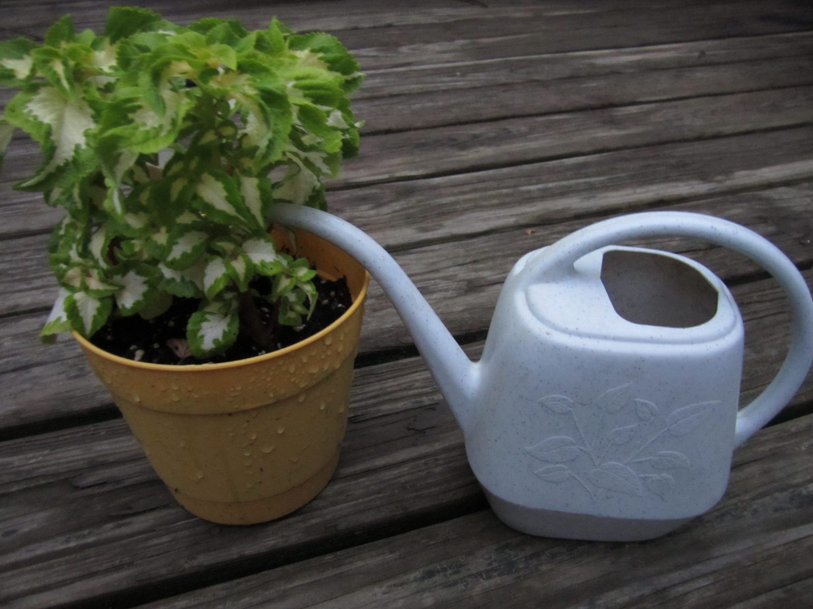 Basics of Watering Plants