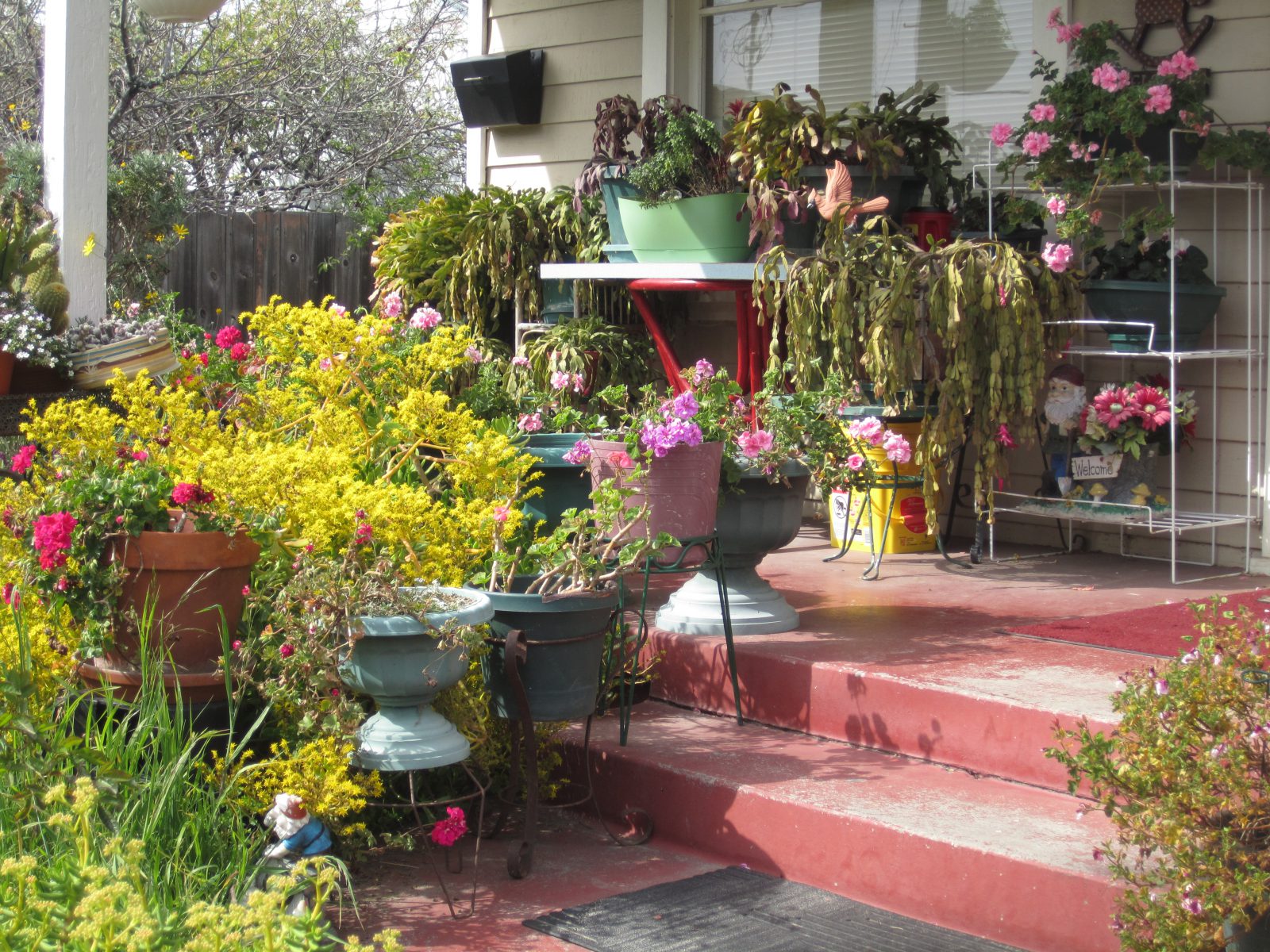 Moving Indoor Plants Outside