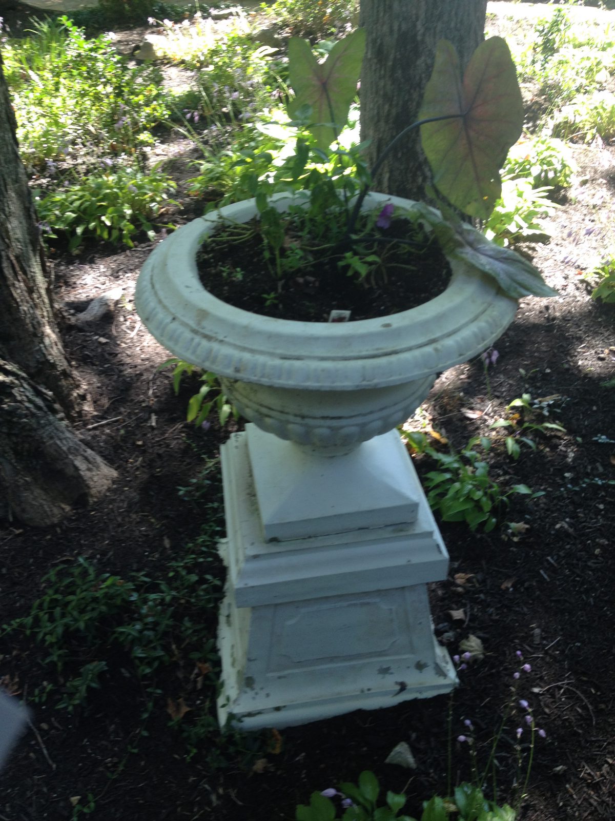 When good container plants go bad