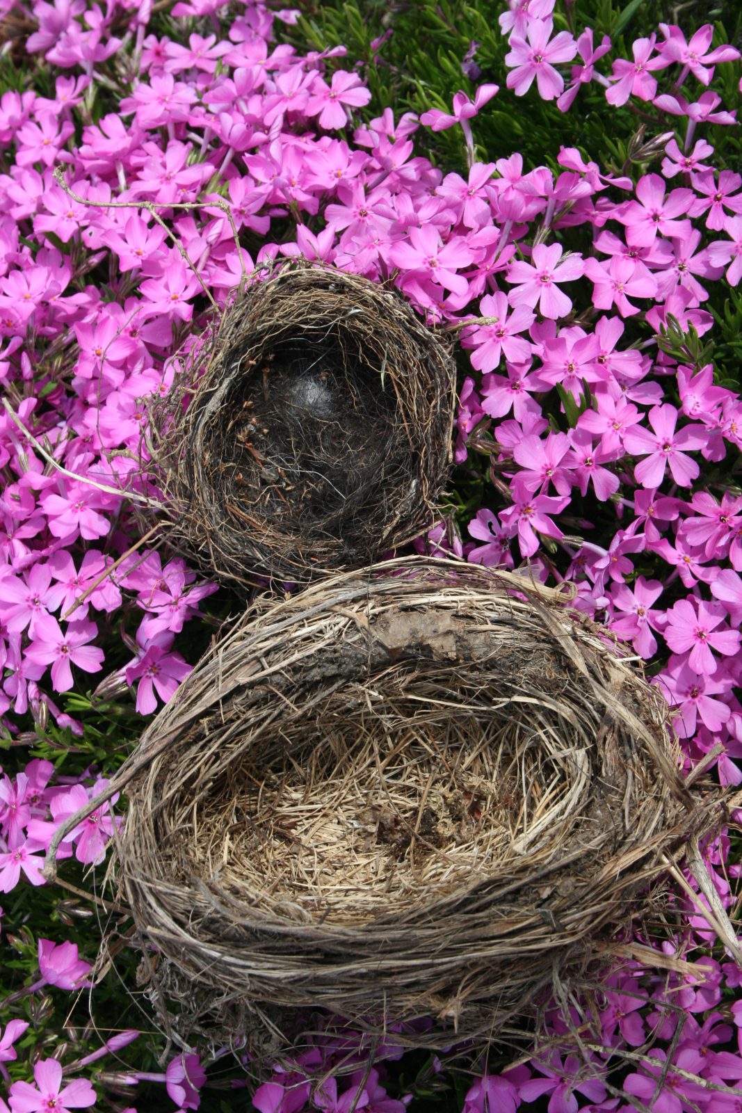 Two Bird Nest’s Planters Place