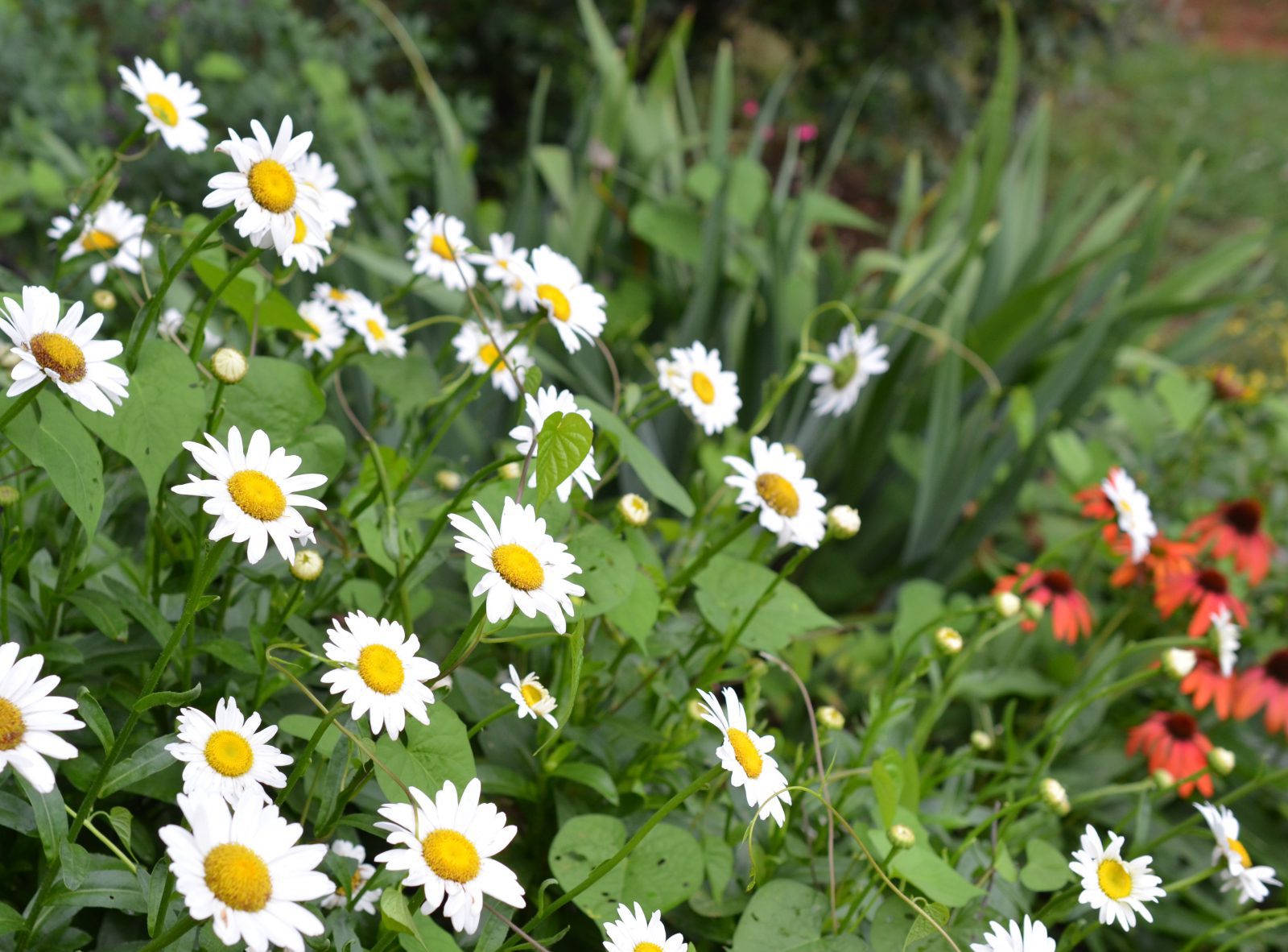 Shasta Daisies Planters Place