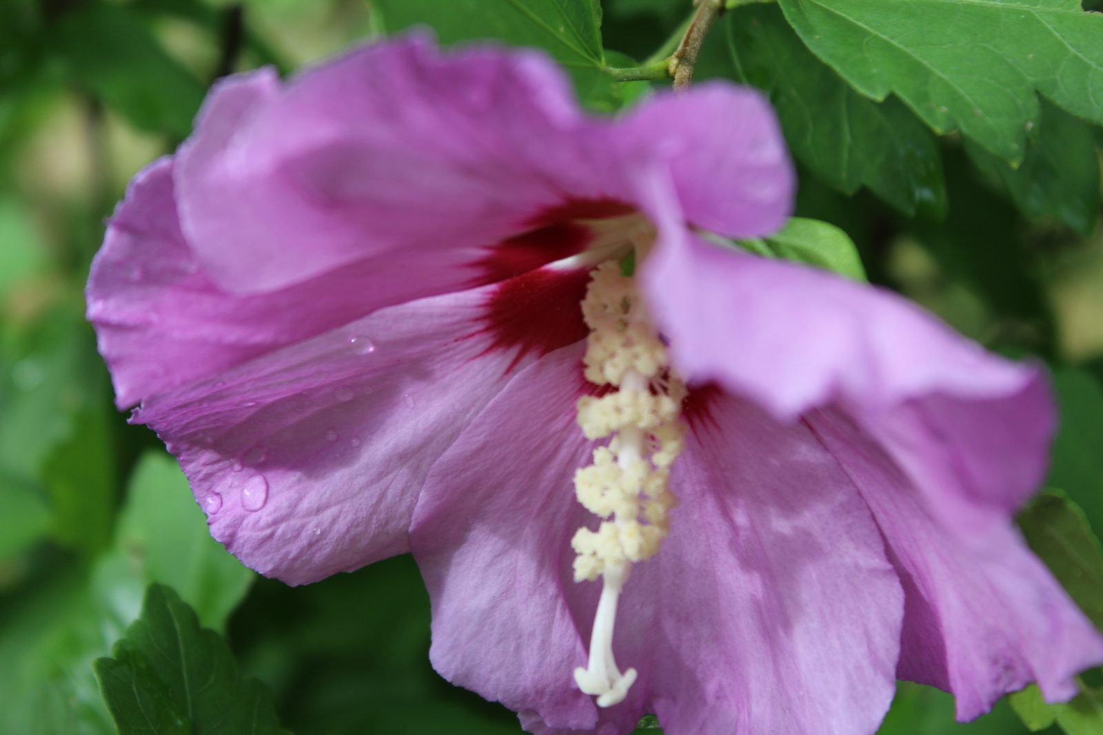 Rose Of Sharon, Hardy Hibiscus Planters Place