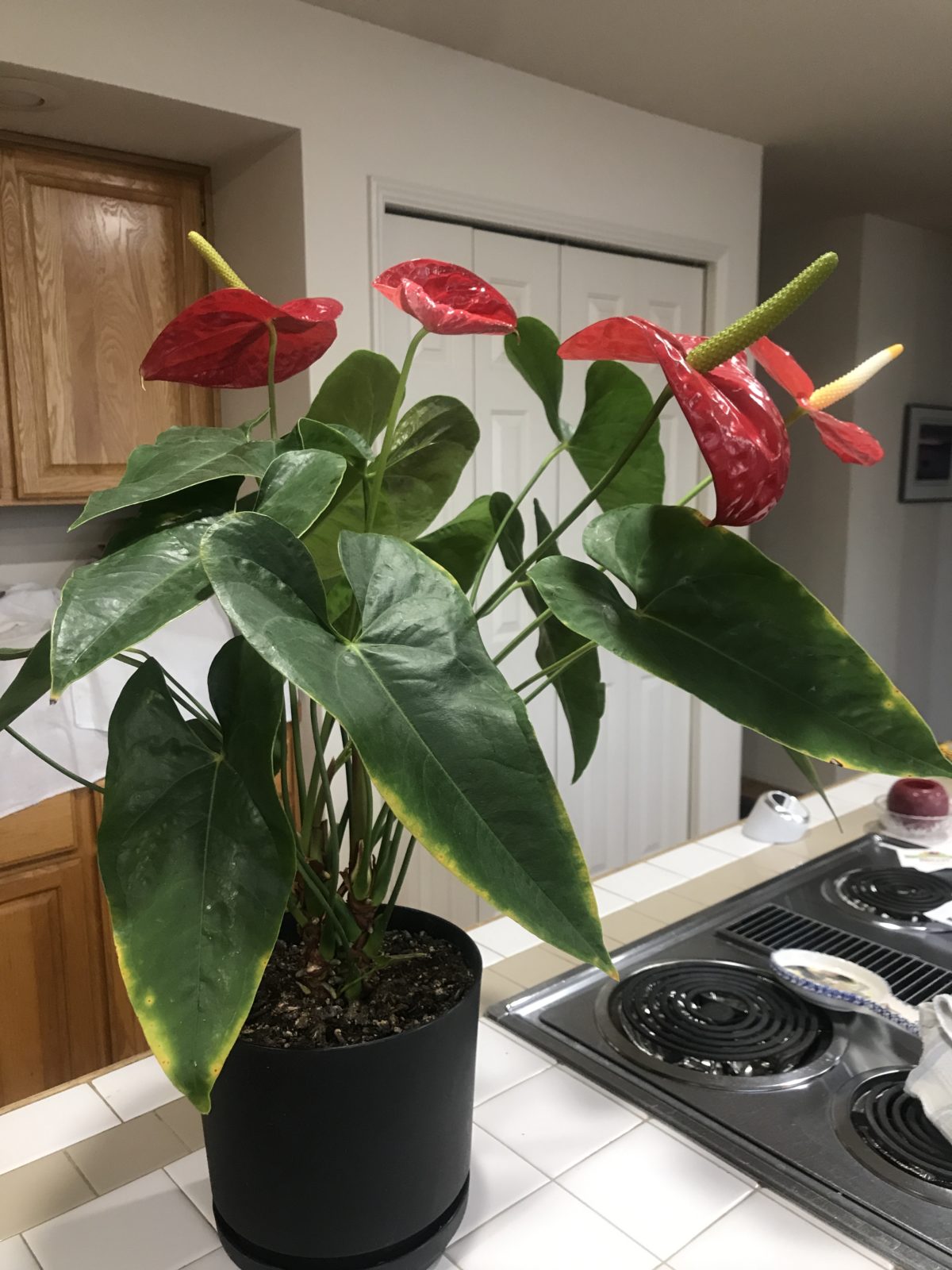 Anthurium Yellow on leaves Planters Place