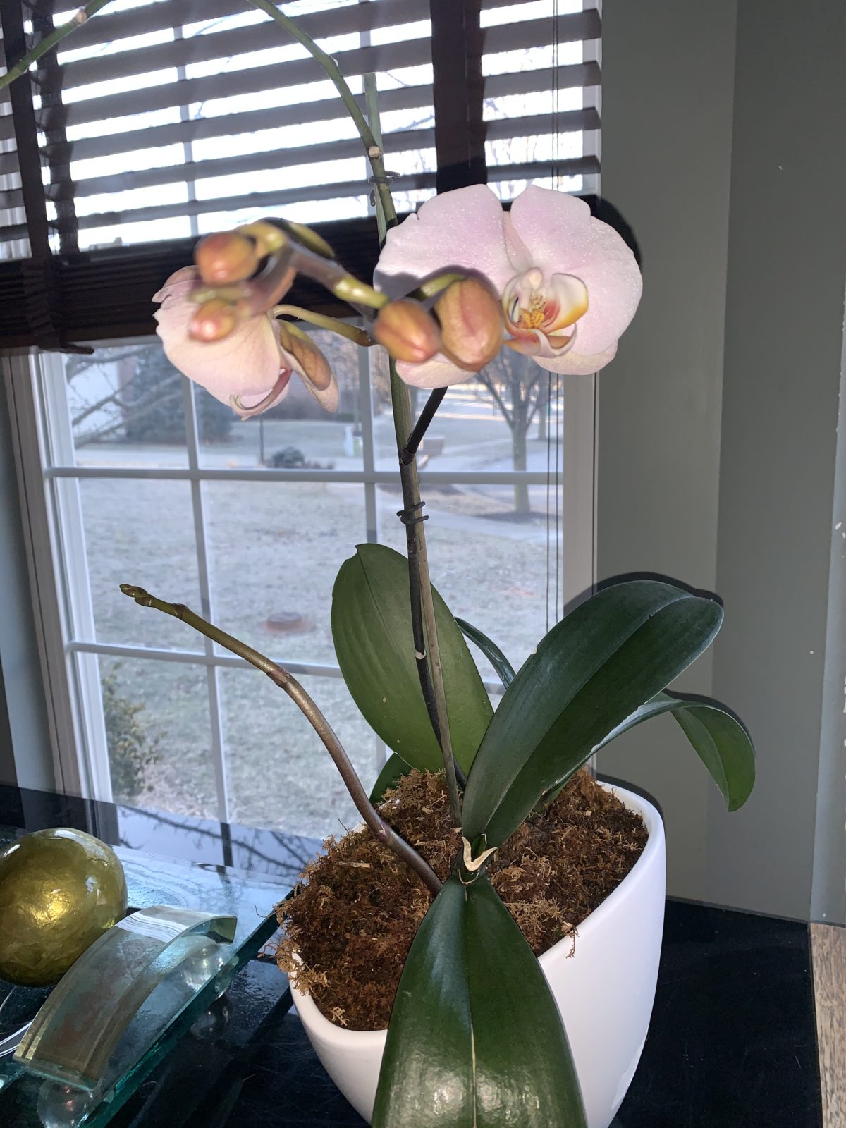 How to Grow Orchids Planters Place How to Grow Orchids