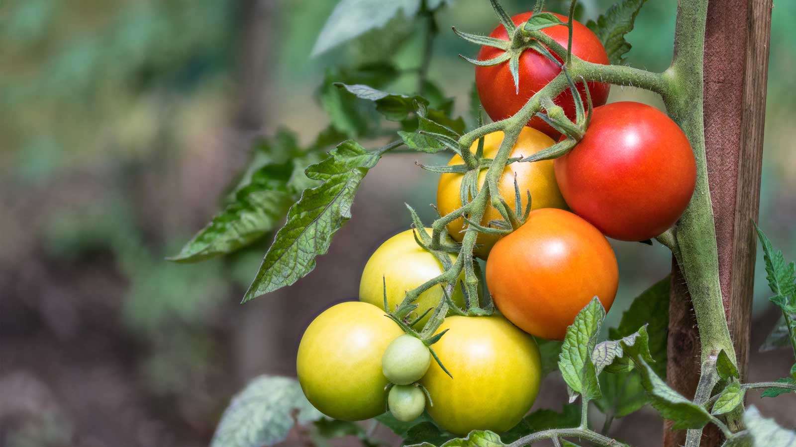 Yellowing on tomatoes? Planters Place
