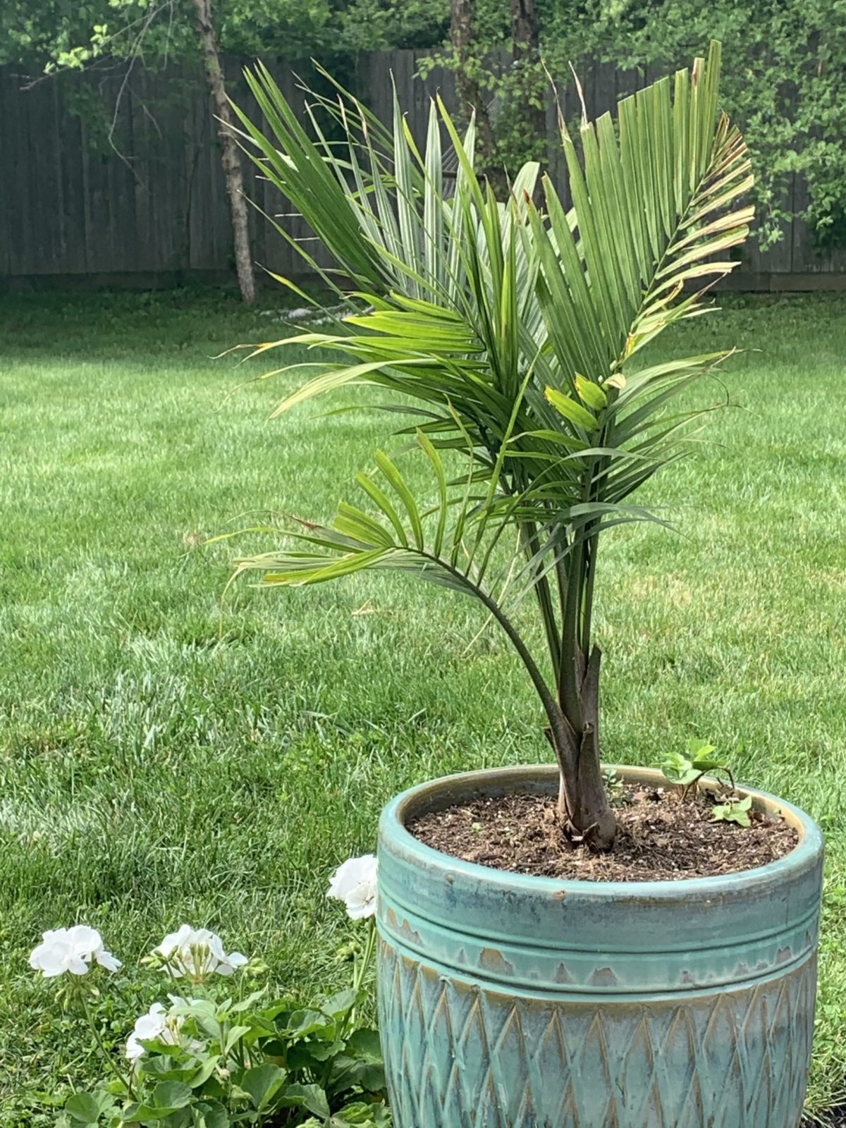 Potted Palms for Outdoor Spaces Planters Place