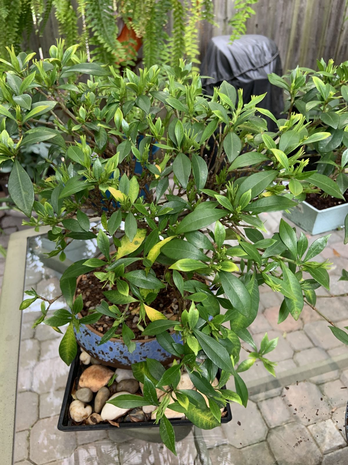 Gardenia bonsai Planters Place