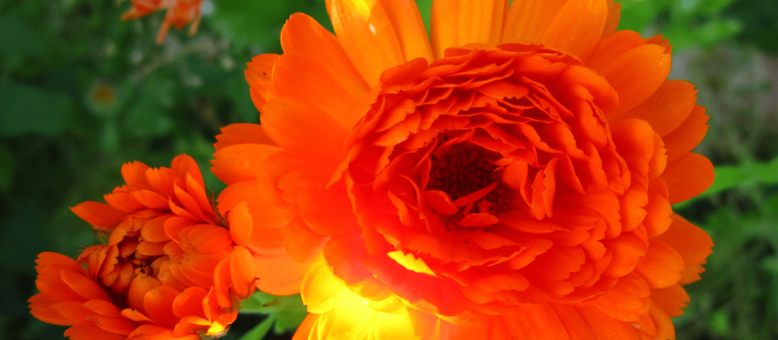 Header 112 Planters Place