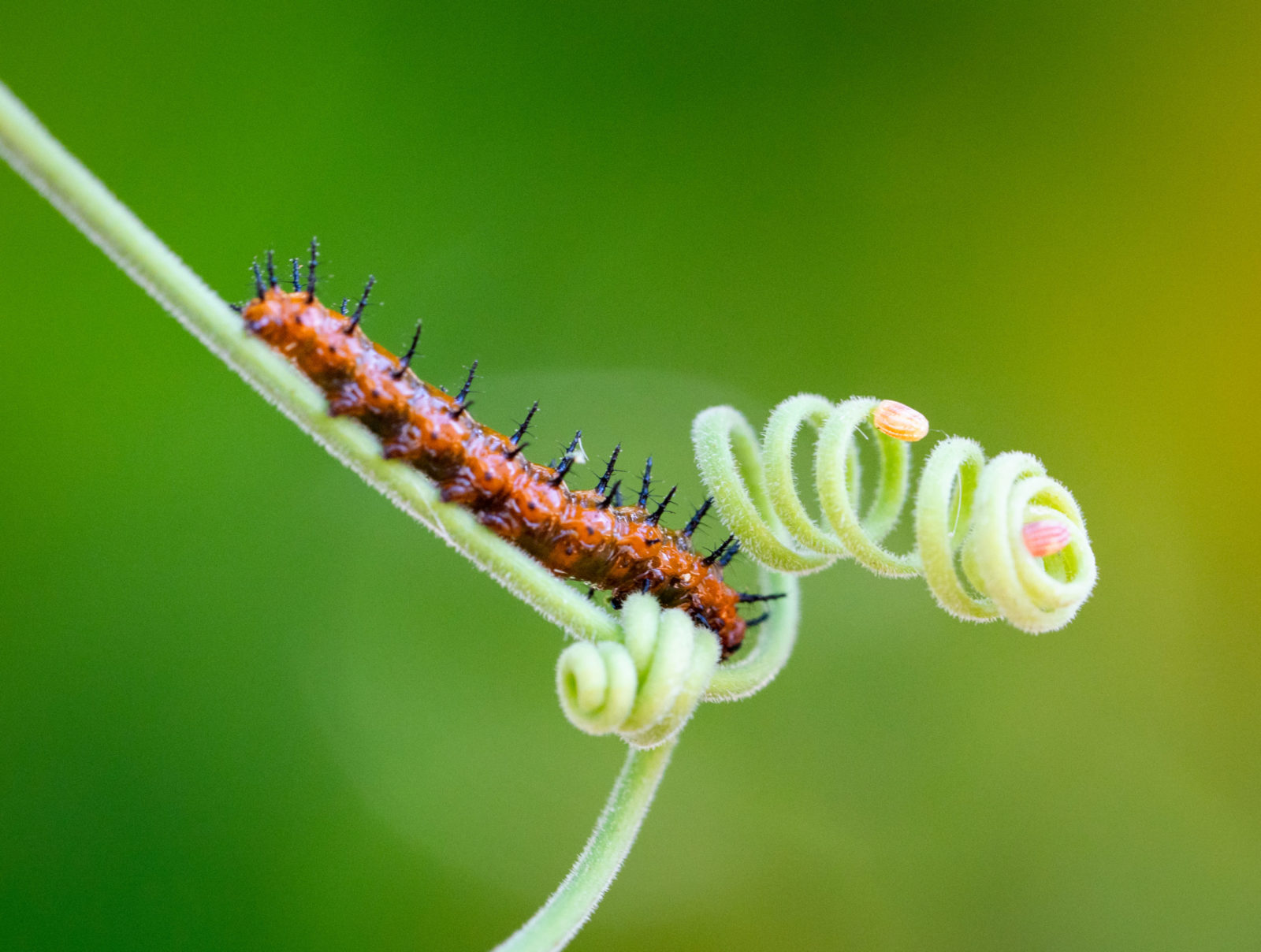 What is eating my passion flowers? Planters Place