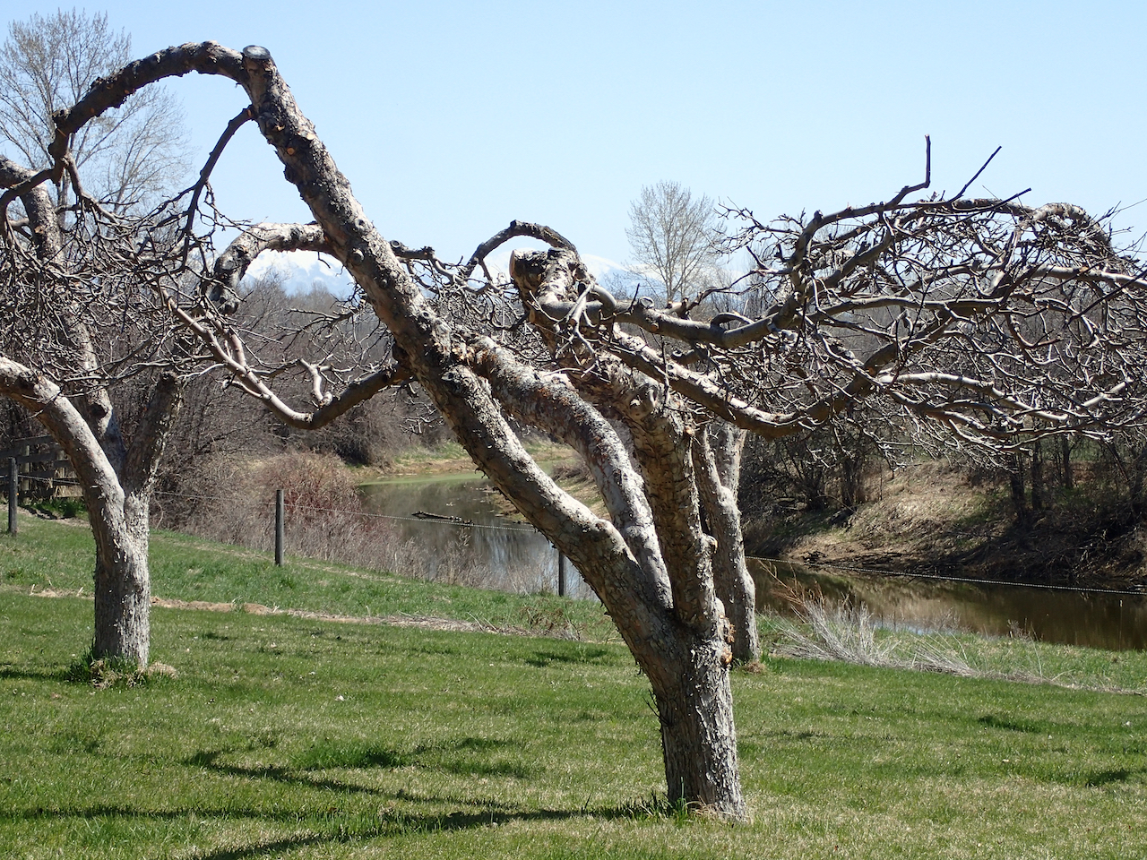 Treating Fruit Trees in the Spring Planters Place