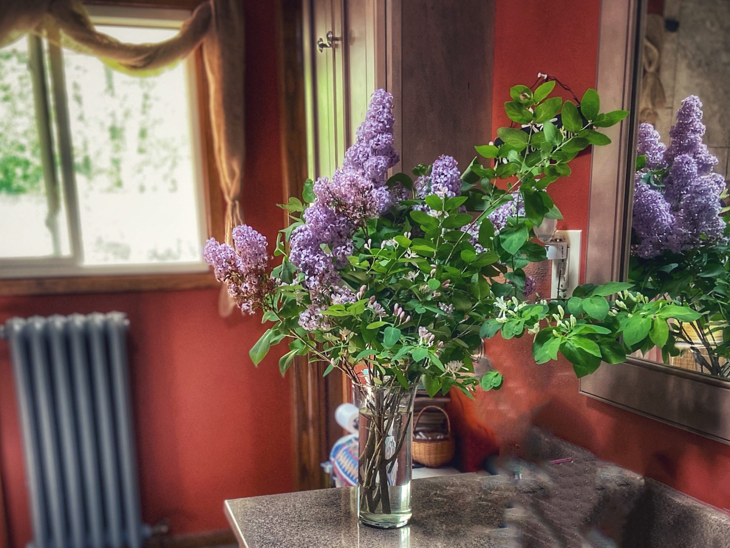 Why is my lilac not blooming? Planters Place