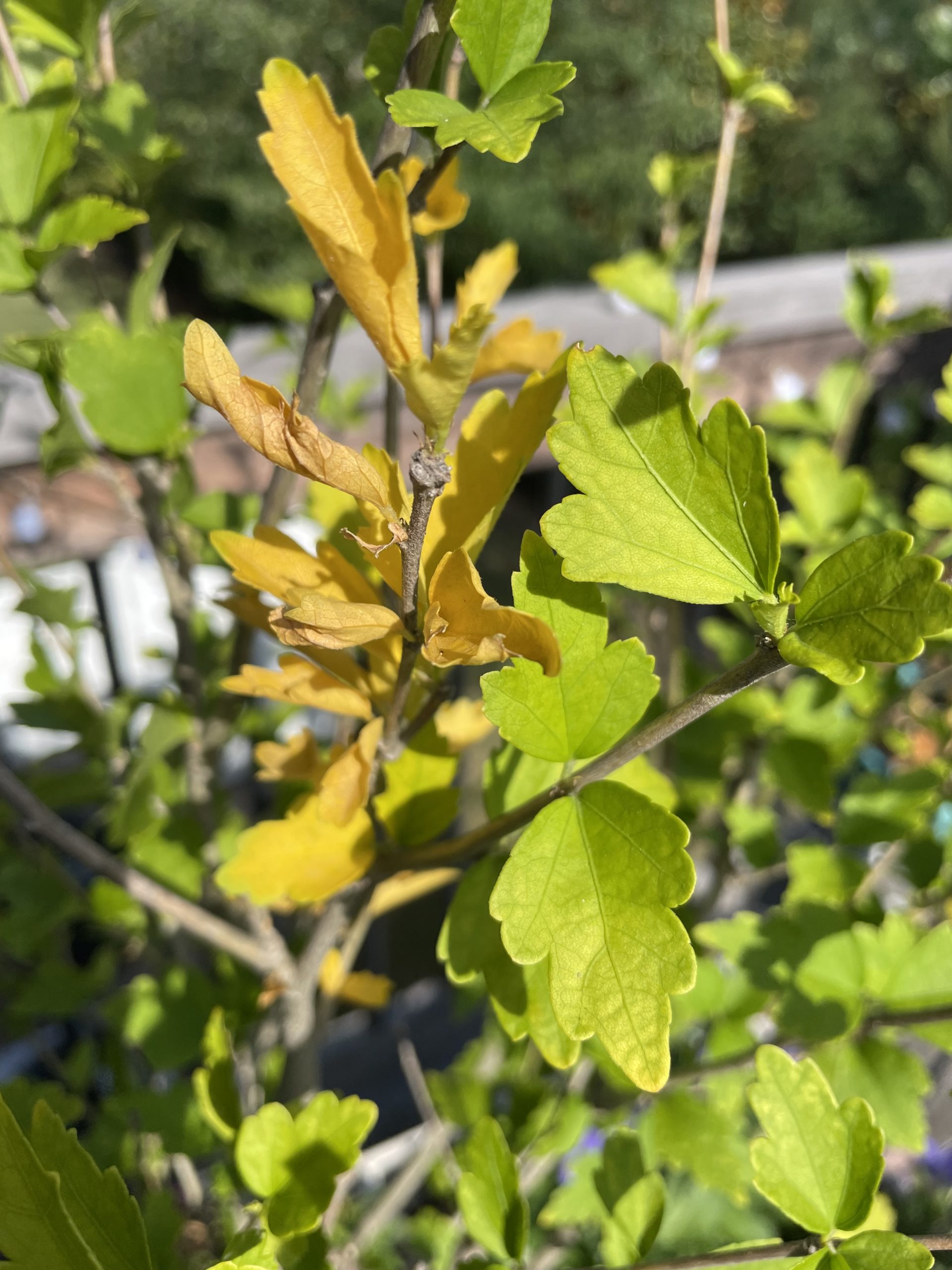 Yellowing Leaves on Rose of Sharon? Planters Place