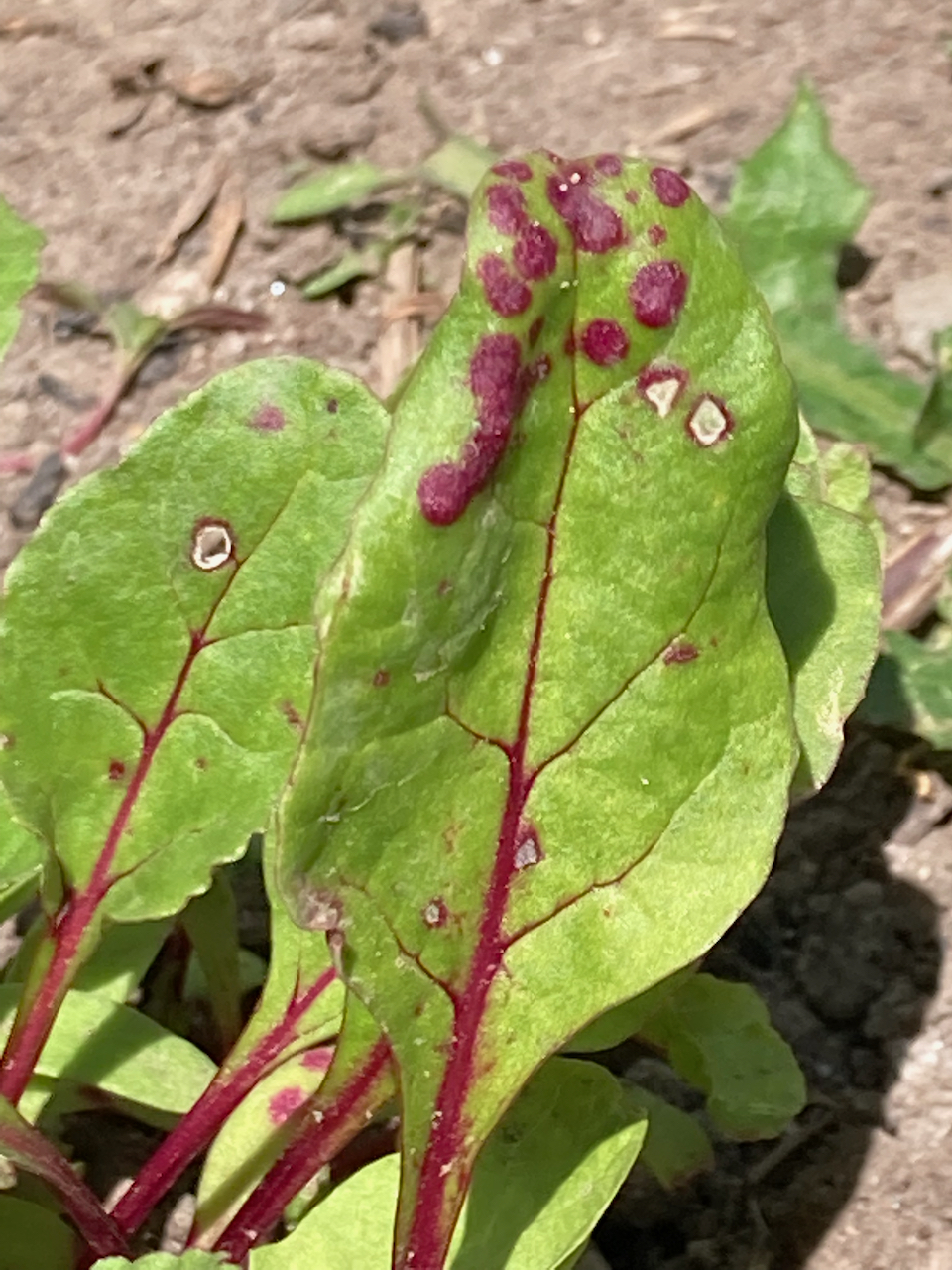 Tackling Cercospora Leaf Spot on Beet Greens Planters Place