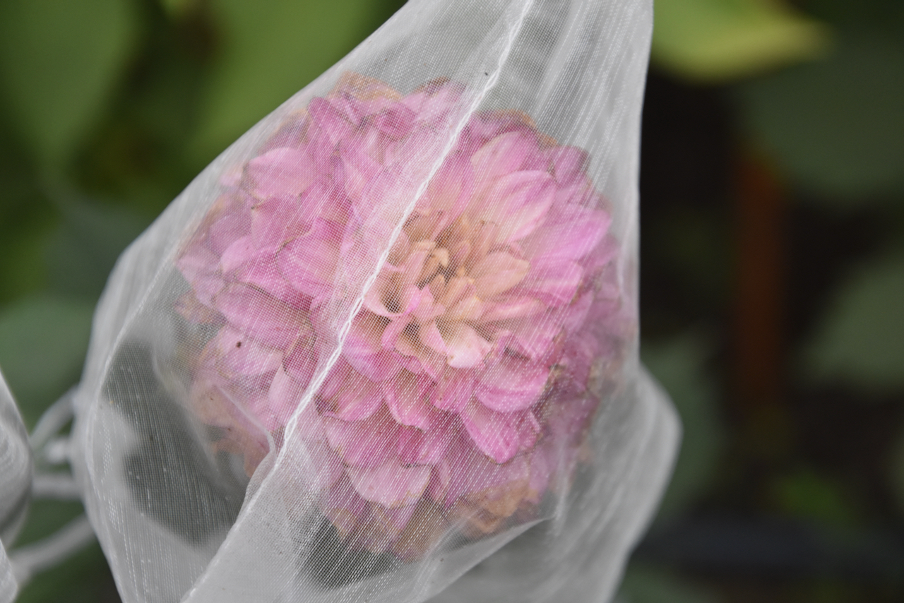 Use Mesh Bags to Keep Pests Away Planters Place
