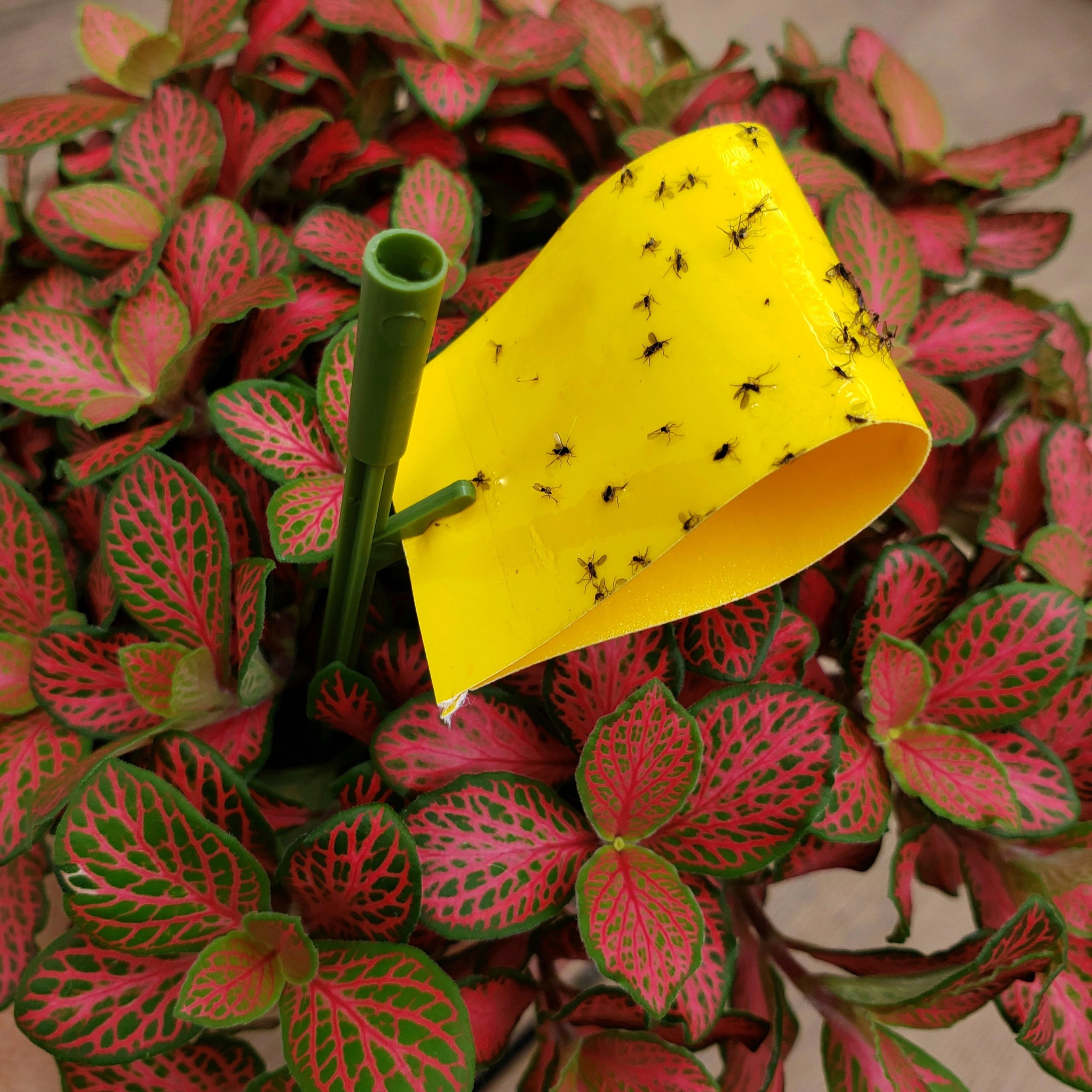 Prevent Fungus Gnats Three Easy Methods Planters Place