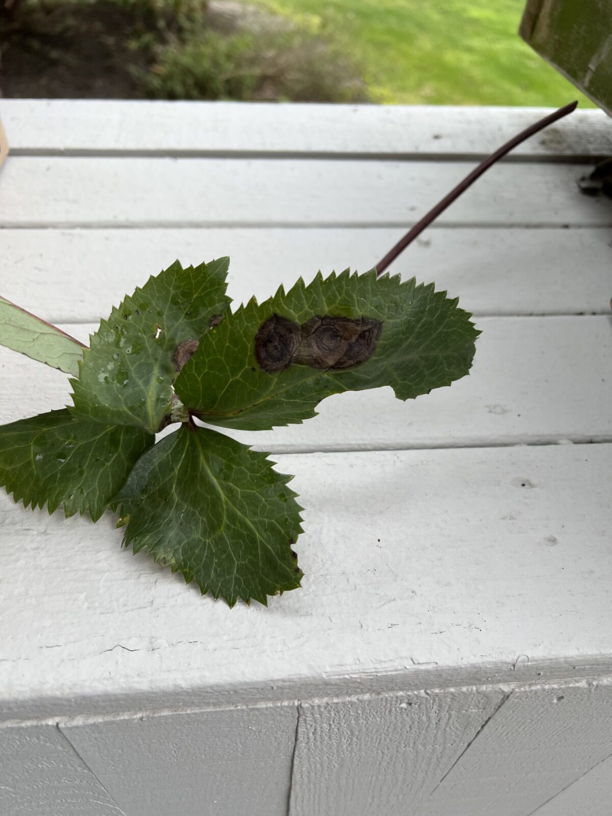 hellebore with black spots...looks diseased Planters Place
