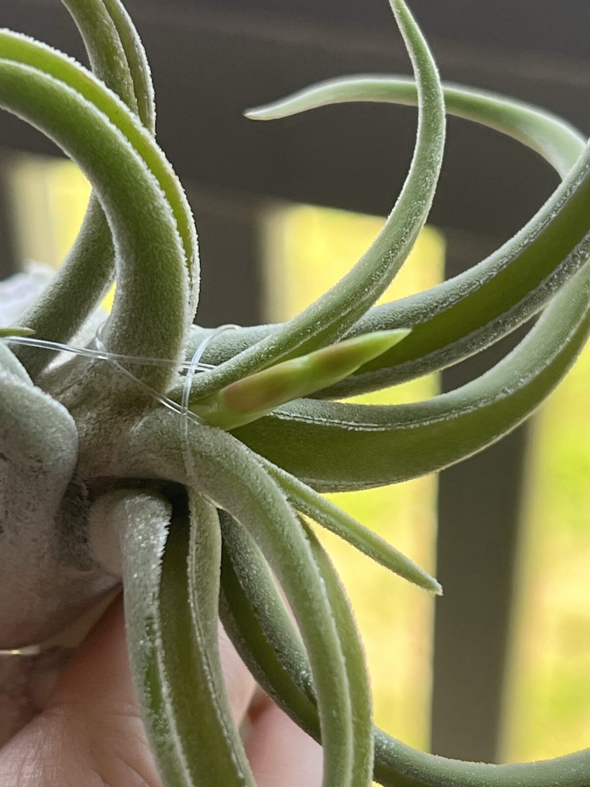 Medusa Air Plant Bloom bud Planters Place