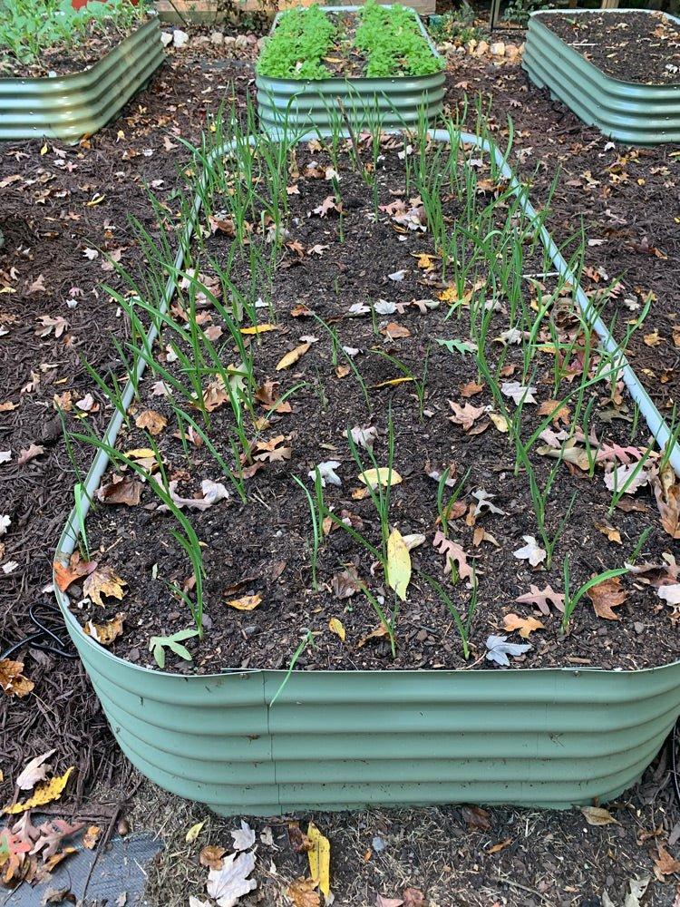 Using Metal Raised Beds To Maximize Your Garden Potential No Dig