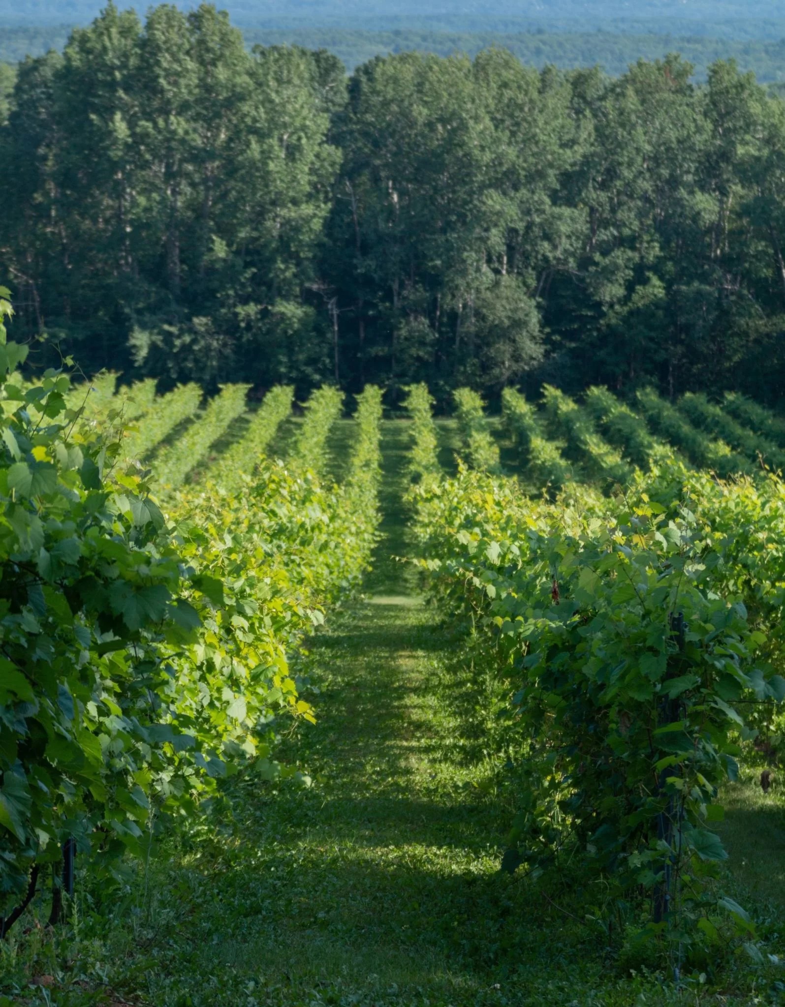 Viticulture Planters Ridge