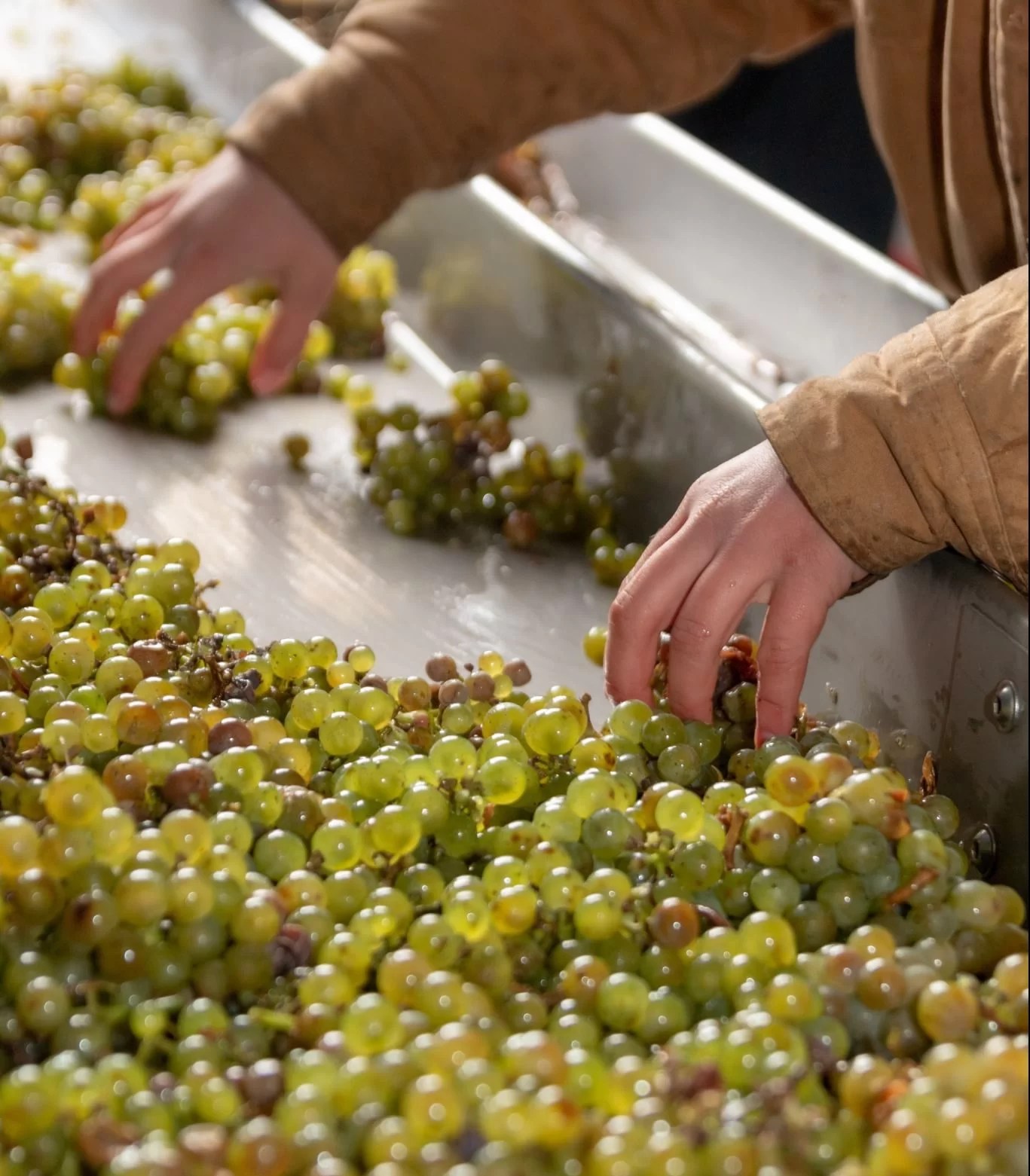 Winemaking Planters Ridge