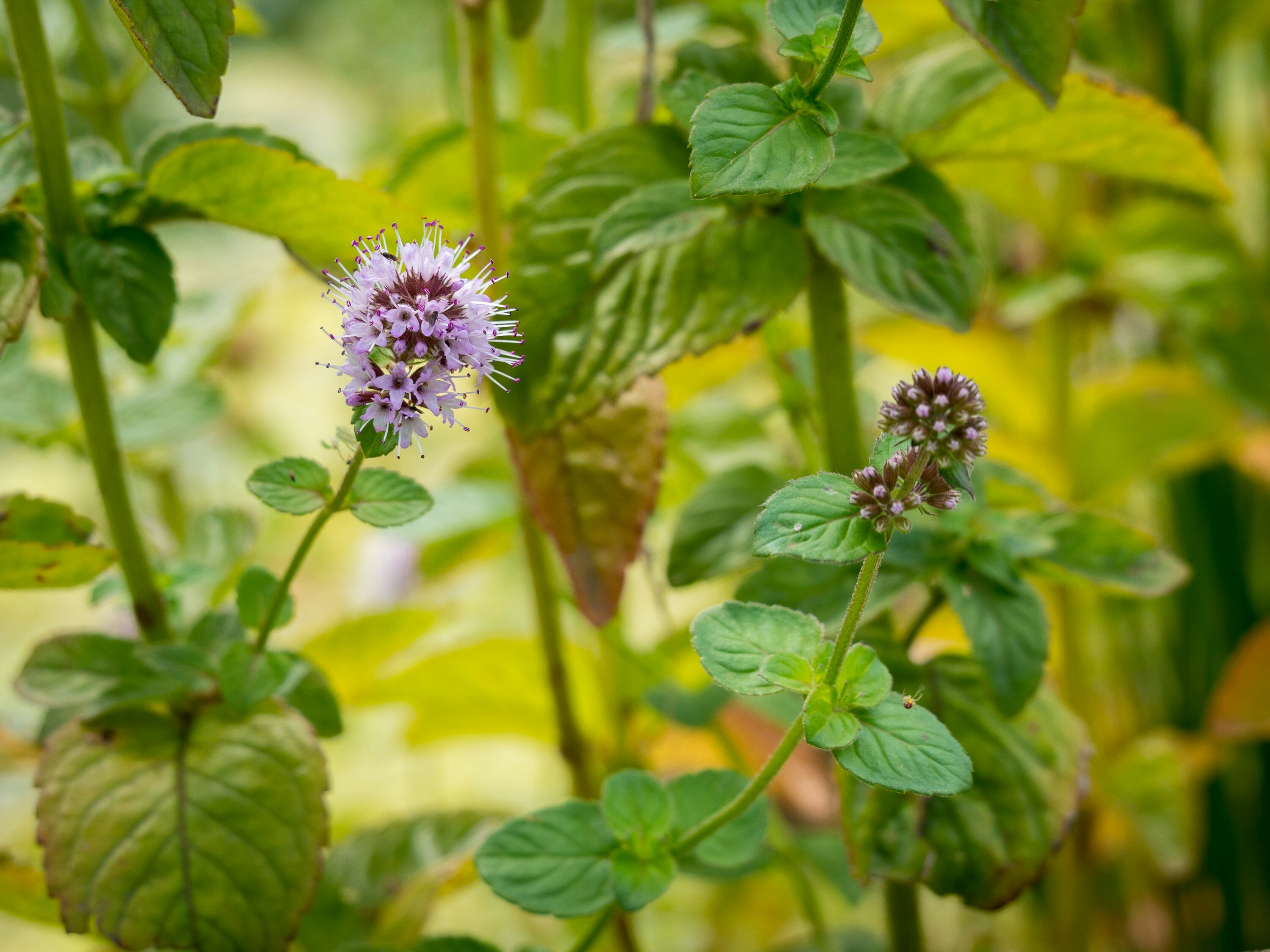 Les menthes sauvages, Plantes sauvages comestibles