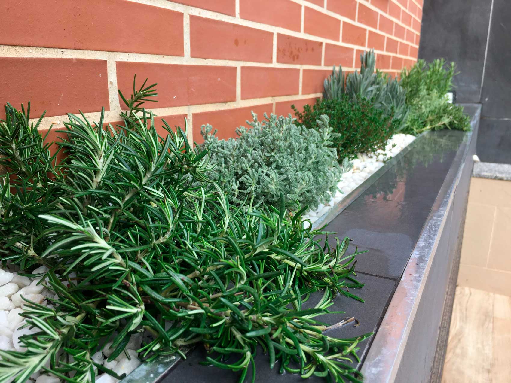 Plantas aromáticas de exterior Plantesdecor