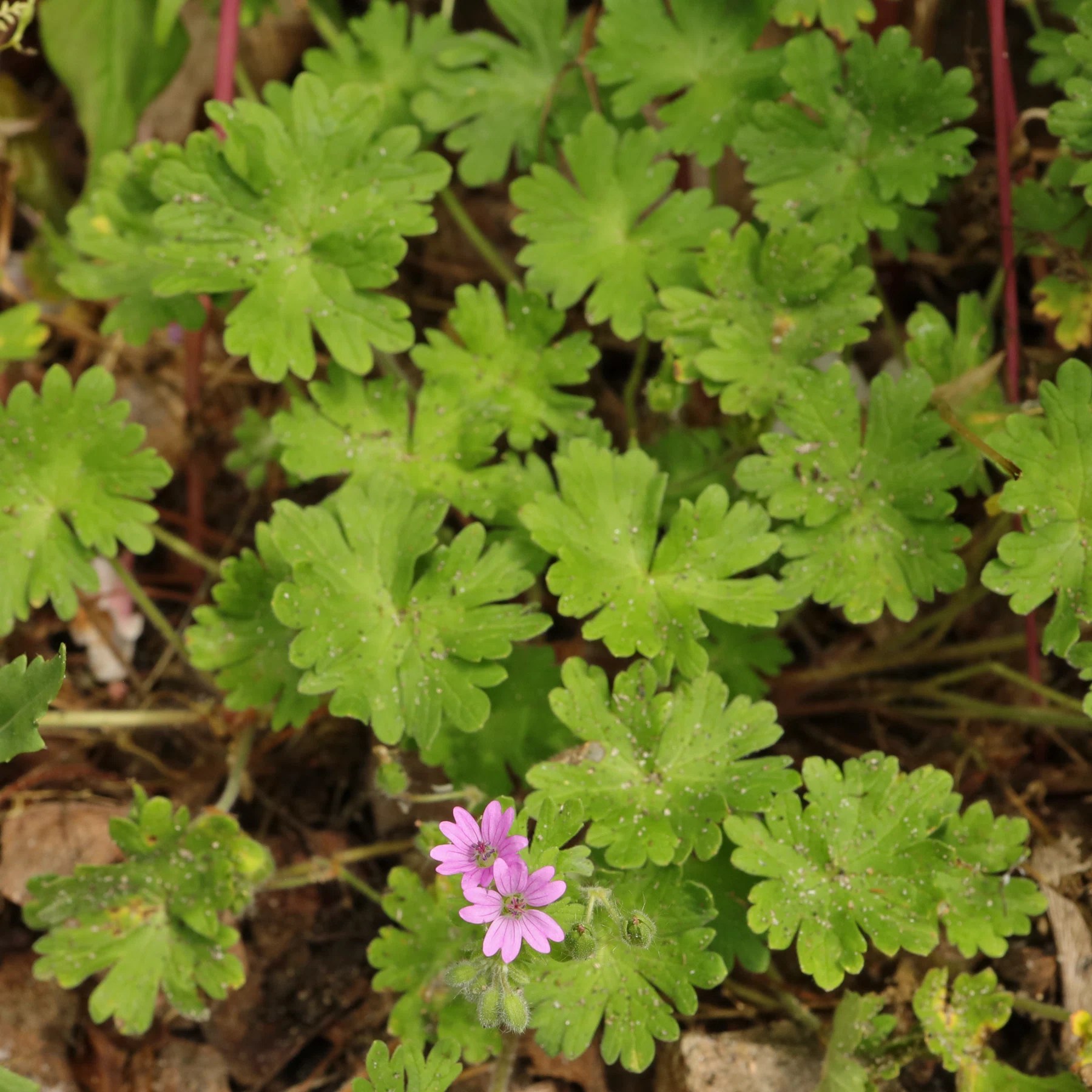 Géranium à feuilles molles (Geranium molle)
