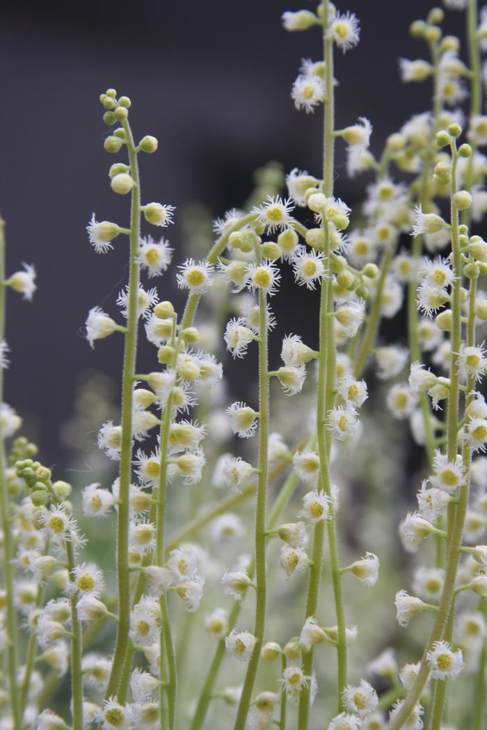cap Mitella diphylla from New England Wild Flower Society