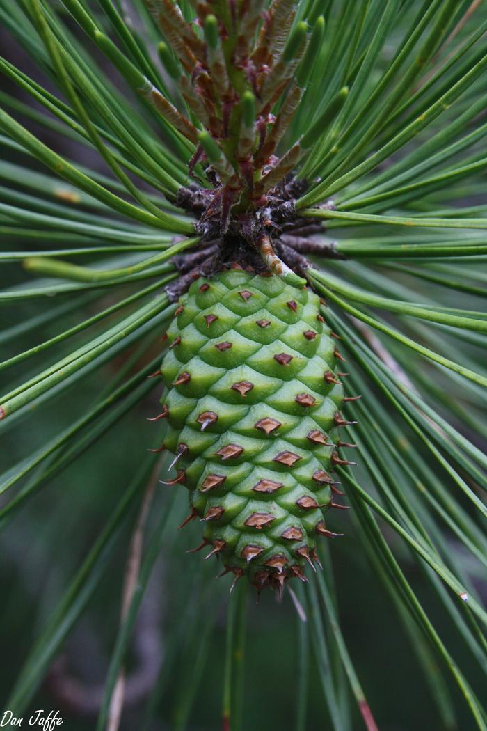 pitch pine Pinus rigida from New England Wild Flower Society