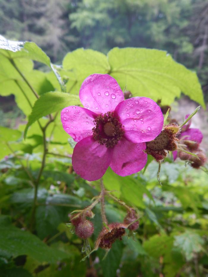 flowering raspberry Rubus odoratus from New England Wild Flower Society
