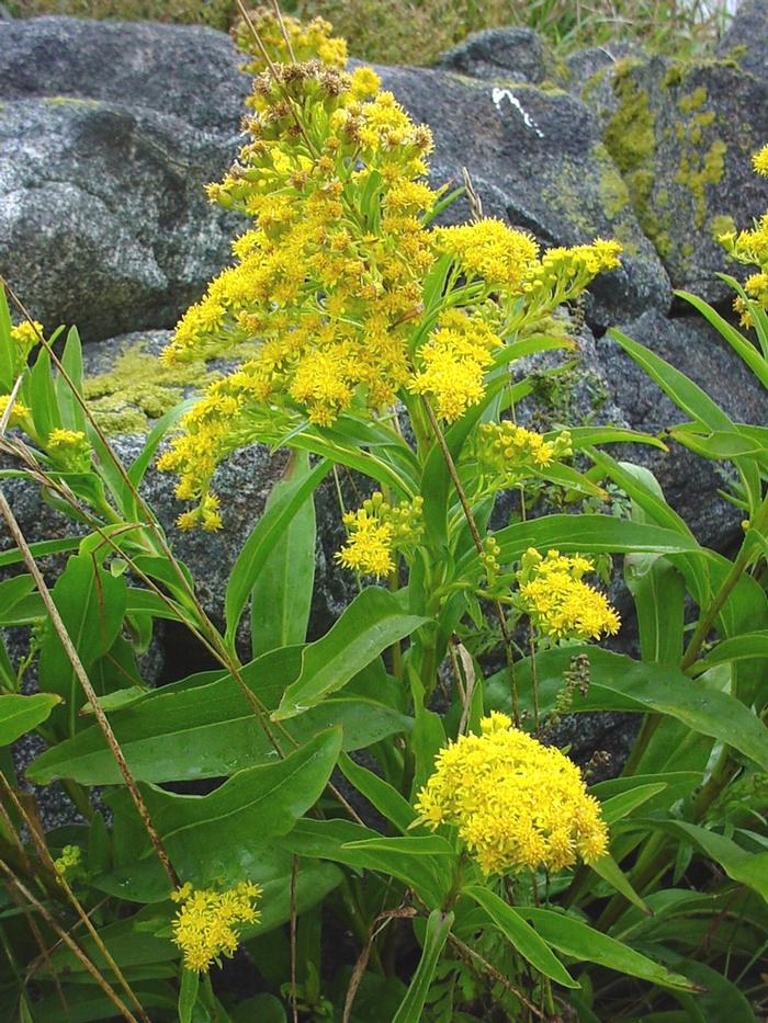 sea side goldenrod Solidago sempervirens from New England Wild Flower