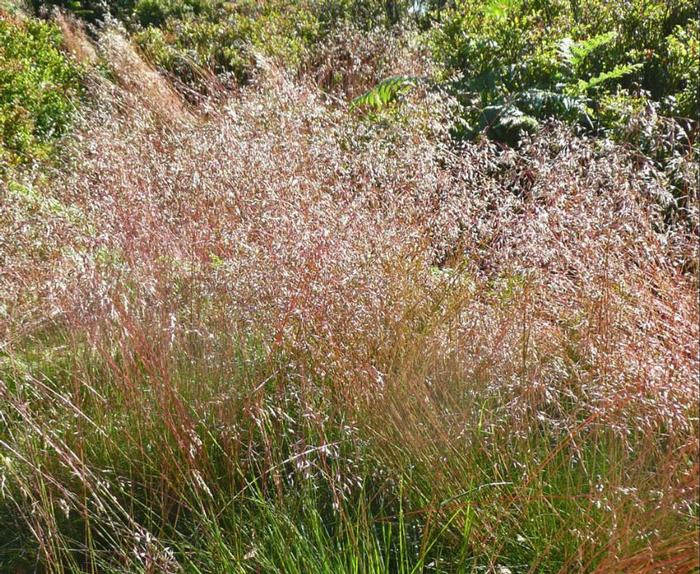 wavy hair grass Deschampsia flexuosa from New England Wild Flower Society