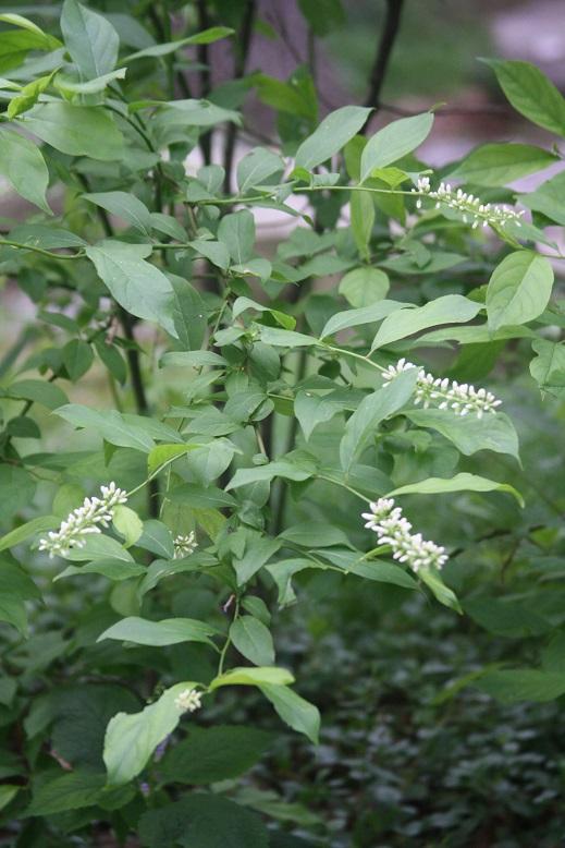 Virginia sweetspire Itea virginica from New England Wild Flower Society