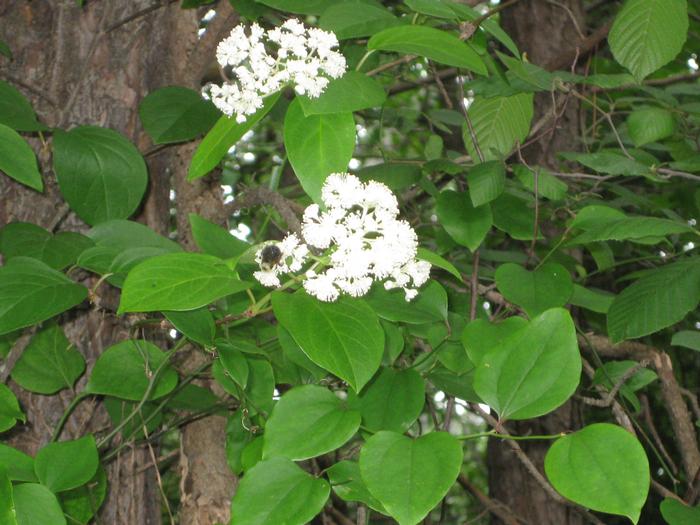 climbing hydrangea Decumaria barbara Barbara Ann from New England Wild