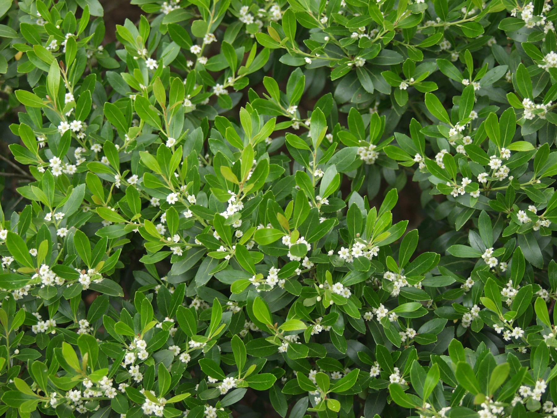 compact inkberry Ilex glabra Compacta from New England Wild Flower Society
